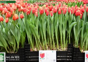 Tulipa Choice ® (1)